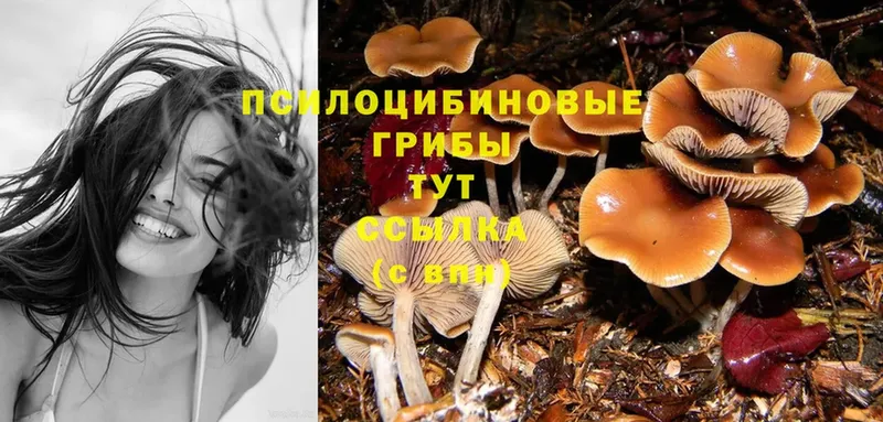 darknet формула  купить наркотик  Сертолово  Псилоцибиновые грибы Psilocybine cubensis 