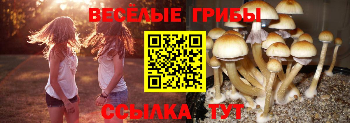 Галлюциногенные грибы Cubensis  Вход с VPN  Сертолово  Псилоцибиновые грибы Psilocybe 